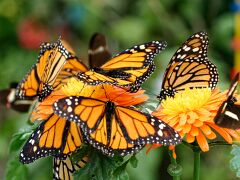 113_1393 Schmetterlinge
