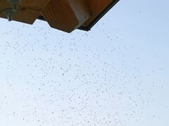 IMG_4285