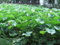 21_18_IMG_7703 (lotuspflanzen)