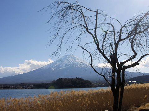 Fuji, See, Baum _MG_2566