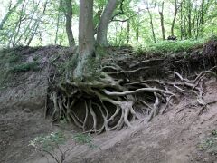 Wurzeln IMG_5352