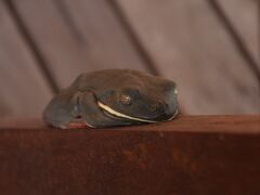 14-Cooktown. Frosch i00863