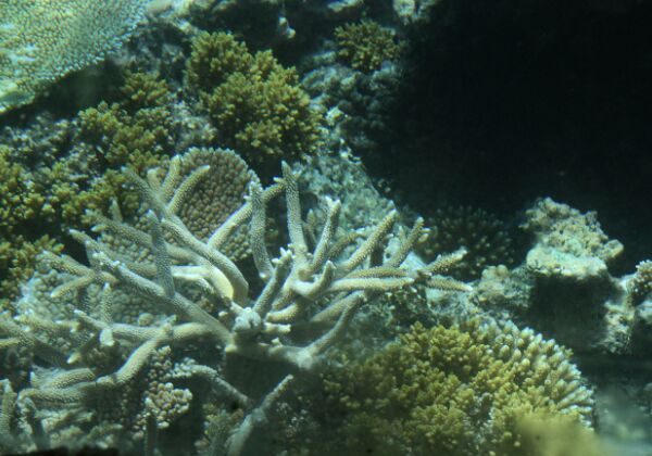 Great Barrier Reef
