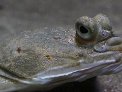 Plattfisch_IMG_0646_1500x