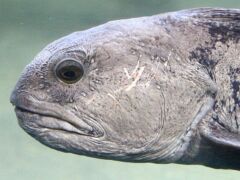 Trauriger Fisch_IMG_0617_1500x