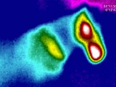 Thermografie Pferd