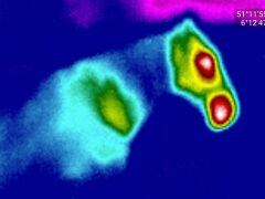 Thermografie Pferd