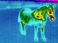 Thermografie Pferd