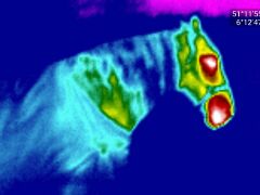 Thermografie Pferd