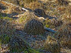 IMG_9631_DxO