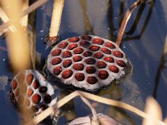 IMG_3692
