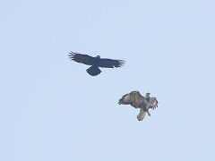 R6HS7216 Rabe & Greifvogel