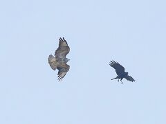 R6HS7235 Rabe & Greifvogel