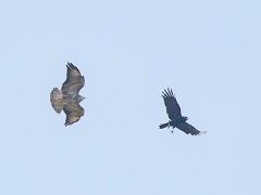 R6HS7236 Raabe & GreifvogelRabe & Greifvogel