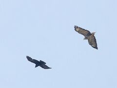 R6HS7258 Raabe & GreifvogelRabe & Greifvogel