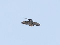 R6HS7275 Raabe & GreifvogelRabe & Greifvogel