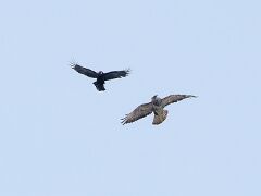 R6HS7288 Raabe & GreifvogelRabe & Greifvogel