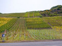 R6HS1720 Weinberge