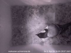 2021_04_03__09_19_07