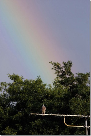 20100822 - Regenbogen mit Taube_MG_0377