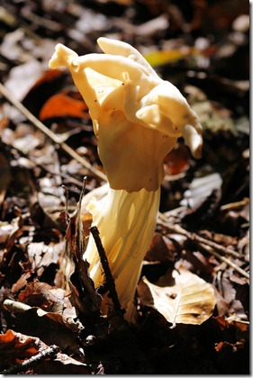 Pilz Herbstlorchel_MG_0491x1000