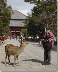 110210 - Nara Hirsch und Miyuki_MG_4236