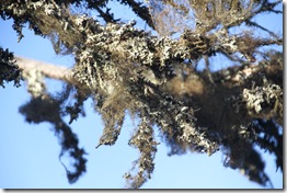 111008 - Arktische Flora - Flechten am Baum IMG_6791