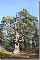 111008 - Porjusberget - Porjus aeltester Baum IMG_6774