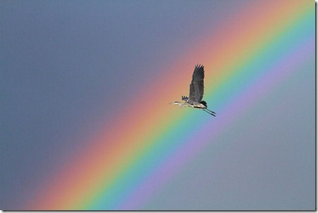 120509 -  Reiher Regenbogen IMG_9441_1000x