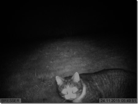 Katze - IMAG0017-1