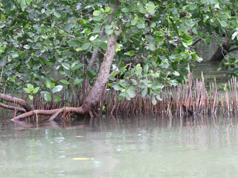 15-Daintree River - Krokodilsafari - Mangroven IMG_2566