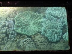 16-Great Barrier Reef - Korallen, Glasbodenboot IMG_2739