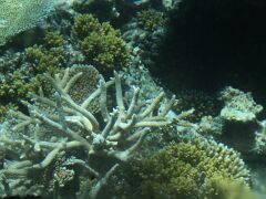 16-Great Barrier Reef - Korallen, Glasbodenboot IMG_2757