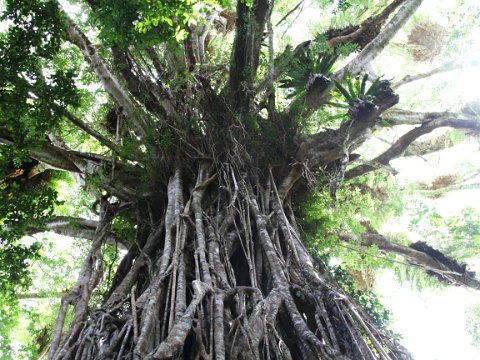 09-Cathedral Fig Tree - IMG_1294