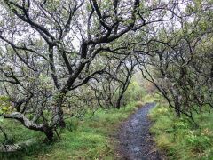 Skaftafell, IMG_3103