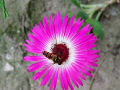 Ficoide tapete magico, livingstone daisy, Mesembryanthemum criniflorum, 2015-06-28 13.22.18