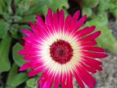 Ficoide tapete magico, livingstone daisy, Mesembryanthemum criniflorum, _2015-06-28 13.23.01