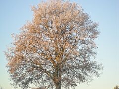 SAM_5255