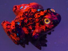 Fluoreszierender Frosch, Calcit, 20160801-IMG_5856