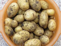 Kartoffelernte
