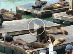2017-08-06 - Seals