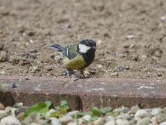 IMG_2538