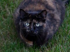 Katze