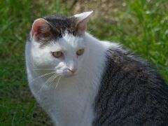 Katze