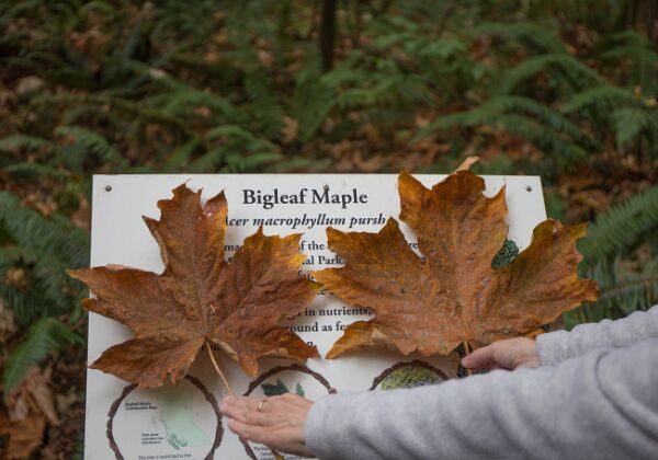 15 - Little Qualicum Falls, Douglas Fir, Leuchtturm