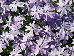 Teppichphlox