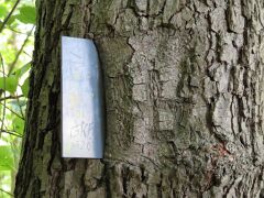 Baum isst Schild