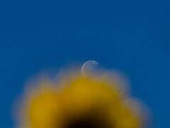 Sonnenblume & Mond