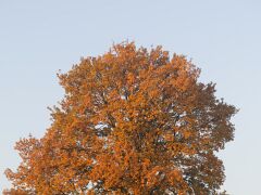 IMG_6075