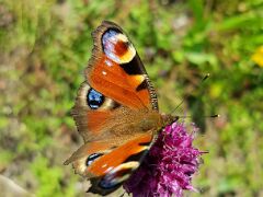 Schmetterling_auf_Lauch_20200707_164225_DxO